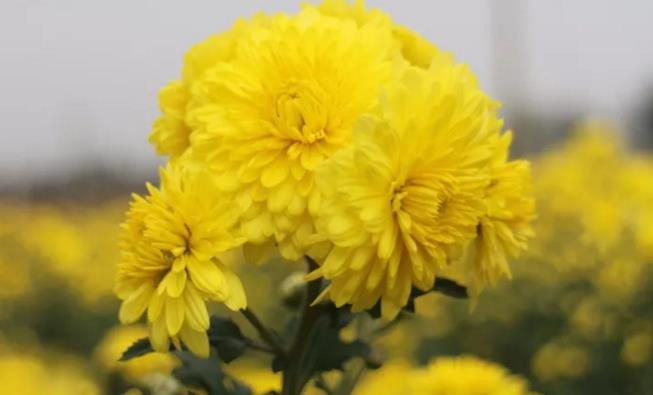 千畝云臺(tái)冰菊盛開(kāi)，誠(chéng)邀您蒞臨免費(fèi)參觀！