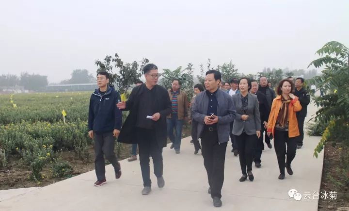 云臺(tái)冰菊基地發(fā)生了什么？一批批領(lǐng)導(dǎo)專家團(tuán)隊(duì)前來！