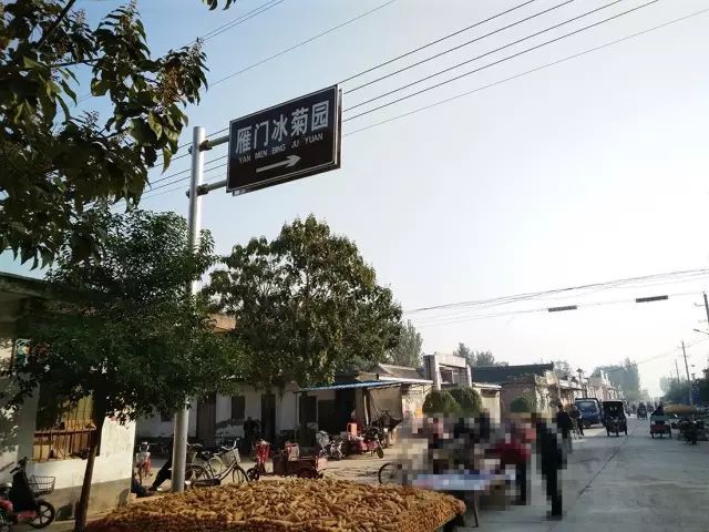 如何找到云臺(tái)冰菊？怎樣找到云臺(tái)冰菊？